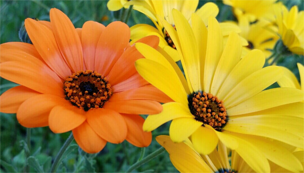 Sunnyslope African Daisies